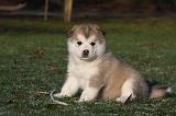 ALASKAN MALAMUTE 640